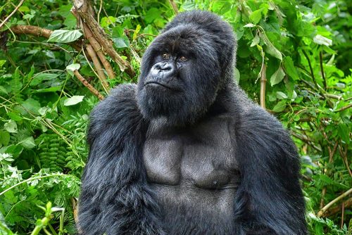 african-6-2000-550