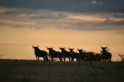 tanzania12